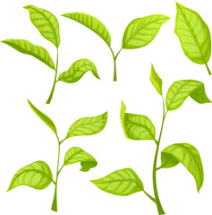 Obraz premium tea green leaf set cartoon. fresh plant, herd leaves, nature branch, drink tree tea green leaf vector illustration