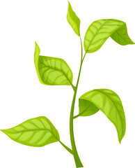 green tea leaf cartoon. fresh leaves, herb branch, nature organic drink green tea leaf vector illustration