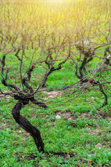 green winter field of dormant grapevines with warm sunshine