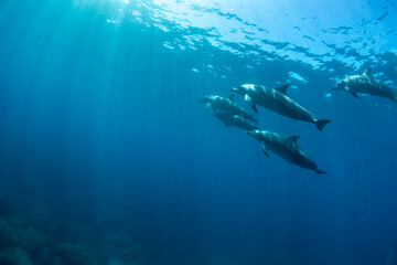 Obraz na płótnie Canvas wildlife dolphins underwater