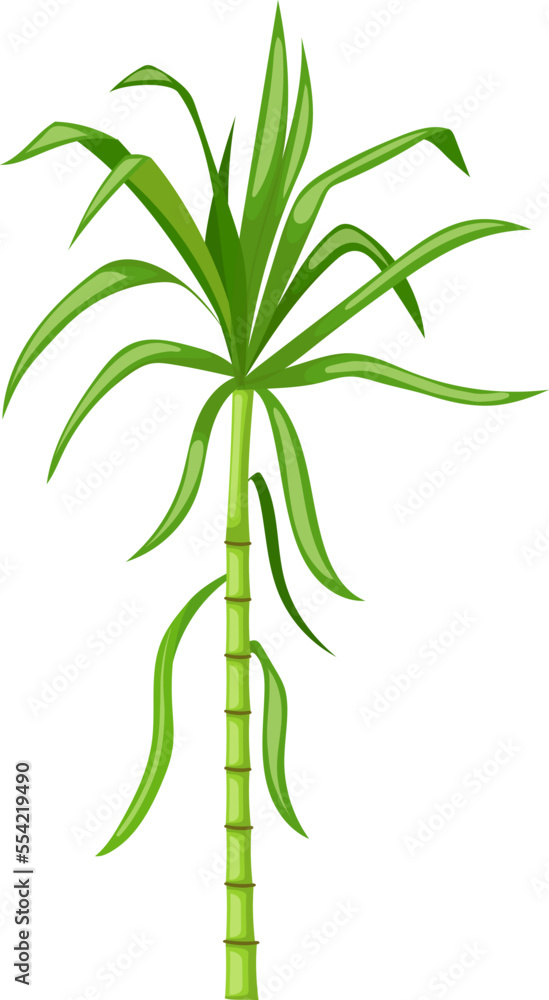 Sticker sugar cane cartoon. plant sugarcane, leaf plantation, green raw, field sugar cane vector illustration