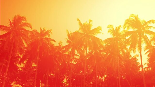 Amazing orange sunset at tropical beach with palm trees. Travel landscapes and destinations