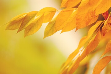 Colorful dry fall leaves on outdoor