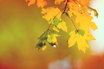 Colorful dry fall leaves on outdoor