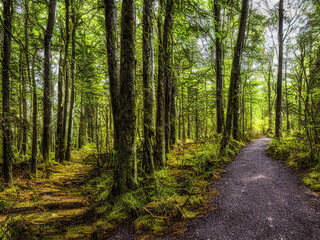 Fototapeta na wymiar 森林、森の中の道