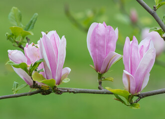 Pink magnolia tree branch at spring.