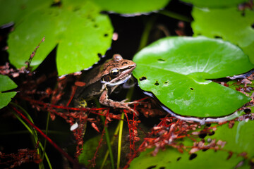 frog in a lake with water lilies and colorful algae