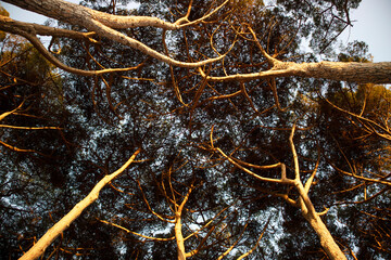 View of the under canopy of the pine forest at dawn