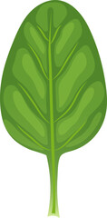 spinach leaf green cartoon. salad fresh, food plant, vegetable leaves, organic bunch, lettuce pile, raw bowl, meal spinach leaf green vector illustration