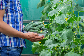 the farmer holds a bowl of freshly picked cucumbers in his hands.