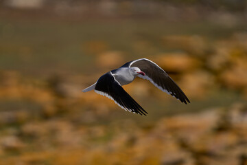 Dolphin Gull (Leucophaeus scoresbii) in flight on the coast of Saunders Island in the Falkland Islands