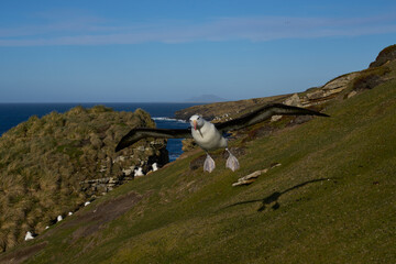 Black-browed Albatross (Thalassarche melanophrys) in flight along the cliffs of Saunders Island in the Falkland Islands.