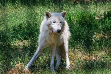 Polarwolf