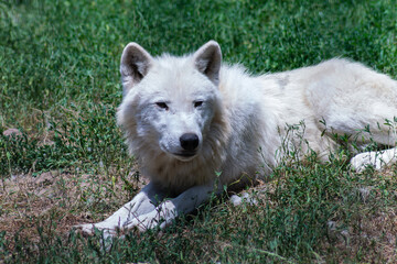 Obraz premium Polarwolf