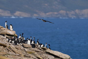 Striated Caracara (Phalcoboenus australis) in flight over the coast of Saunders Island in the Falkland Islands.