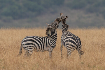 Fototapeta na wymiar african plains zebra on the dry brown savannah grasslands browsing and grazing. focus is on the zebra with the background blurred, the animal is vigilant while it feeds