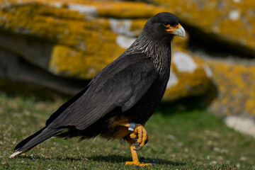 Striated Caracara (Phalcoboenus australis) on Saunders Island in the Falkland Islands.