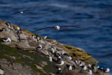 Black-browed Albatross (Thalassarche melanophrys) in flight along the cliffs of Saunders Island in...