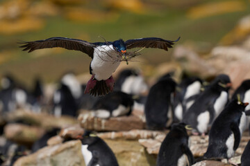 Imperial Shag (Phalacrocorax atriceps albiventer) landing with vegetation to be used as nesting...