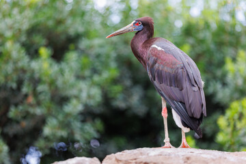 Abdim's Stork - Ciconia abdimii - also known as the White-bellied Stork, a stork belonging to the family Ciconiidae © GioRez