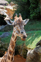Giraffe's Face Seen up Close, in its Natural Environment
