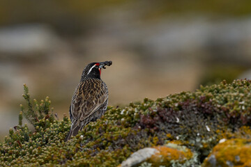 Long-tailed Meadowlark (Sturnella loyca falklandica) feeding on worms on the grassland of Saunders Island in the Falkland Islands