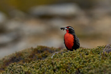 Long-tailed Meadowlark (Sturnella loyca falklandica) feeding on worms on the grassland of Saunders...