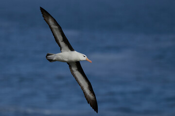 Black-browed Albatross (Thalassarche melanophrys) in flight along the cliffs of Saunders Island in the Falkland Islands.