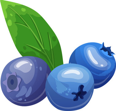 blueberry fruit cartoon. fresh bilberry, blue food, sweet ripe, juic leaf, dessert organic, huckleberry blueberry fruit vector illustration