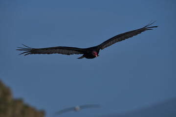 Turkey Vulture (Cathartes aura jota) in flight over Saunders Island in the Falkland Islands.