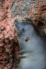 Beautiful vertical close portrait of a sea lion sleeping on the rocks in Cabarceno National Park in Cantabria, Spain, Europe