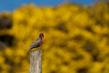 Long-tailed Meadowlark (Sturnella loyca falklandica) perched on a post on Carcass Island in the Falkland Islands