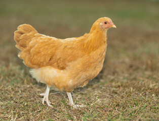 Female chicken that is yellow and orange in color