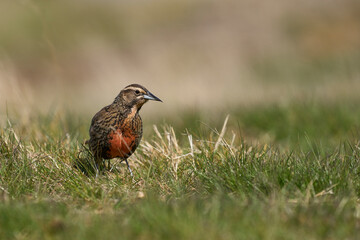 Long-tailed Meadowlark (Sturnella loyca falklandica) feeding on worms on the grassland of Carcass Island in the Falkland Islands