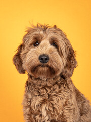 Portrait orientation head shot of sweet  Cobberdog aka Labradoodle dog, sitting up facing front....