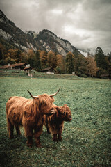 Highland Cattle in the mountains of Switzerland