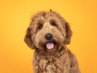 Landscape orientation head shot of sweet brown Cobberdog aka Labradoodle dog, sitting up facing...