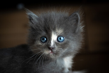 Persian cat: Blue eyes closeup portrait