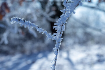 Close up of ice and snow at the side of a grass plant in winter as a symbol for cold temperatures 