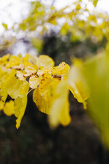 yellow autumn leaves after rain