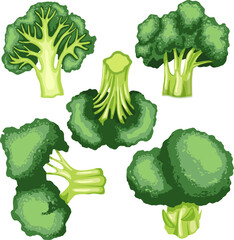 broccoli green fresh set cartoon. vegetable food, healthy raw, salad cabbage, organic diet, nutrition agriculture, vitamin, vegetarian broccoli green fresh vector illustration