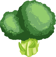 broccoli green cartoon. fresh vegetable, food healthy, raw, salad cabbage, organic diet, nutrition agriculture, vitamin vegetarian broccoli green vector illustration