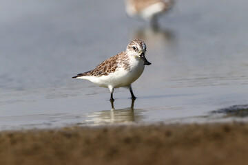 seagull on the beach