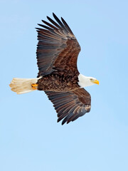 bald eagle in flight on light blue sky.