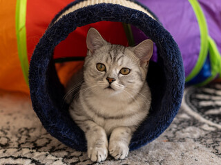 kitten in a basket
