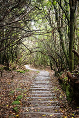 Fanal Forest and Lavada walks in Madeira, Portugal