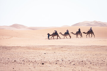 Fototapeta na wymiar Camel Rides in the Namib Desert in Namibia. Popular tourist attraction in Swakopmund. Namibia. Africa. 
