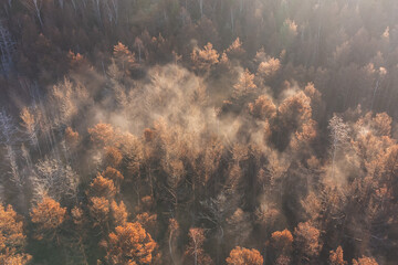 Fototapeta na wymiar Aerial shot of foggy forest at sunrise. Flying over misty pine trees in autumn