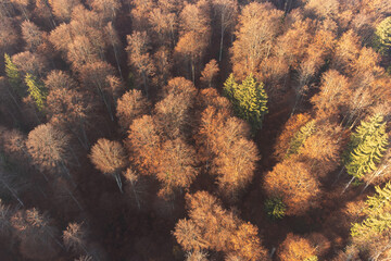 Aerial shot over the colorful forest, in autumn