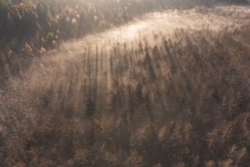 Aerial shot of foggy forest at sunrise. Flying over misty  pine trees in autumn